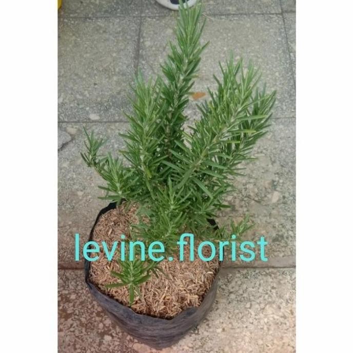 

Terlaris Rosemary / Bibit Tanaman Hias Bunga Bumbu Dapur Herbal