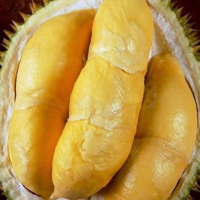 

Terlaris Bibit Tanaman Buah Durian Bawor Kaki 3