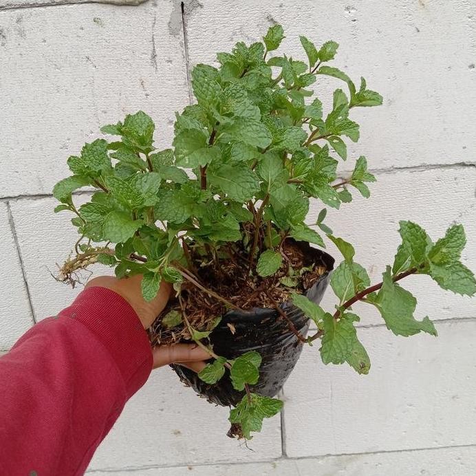 

Terlaris Bibit Tanaman Herbal Daun Mint