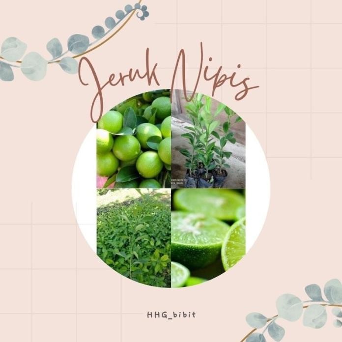 

Terlaris Bibit Jeruk Nipis Murah, Okulasi Piyywa 6452Mm