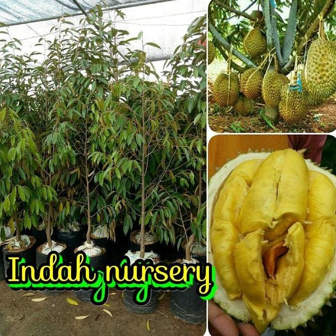 

Terlaris Bibit Durian 1.5 Meter Menyediakan- Musangking-Montong D 24 Malaysia