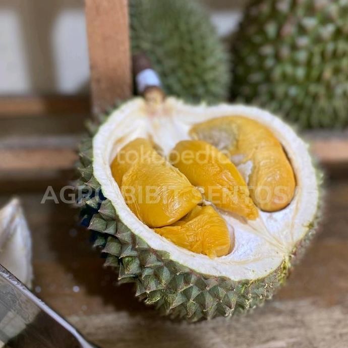 

Terlaris Bibit Durian Duri Hitam Kaki 3 Murah Asli Tinggi 1 Meter