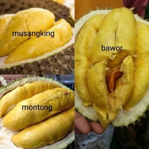 

Terlaris Bibit Durian 3 Paket Musangking Montong Bawor