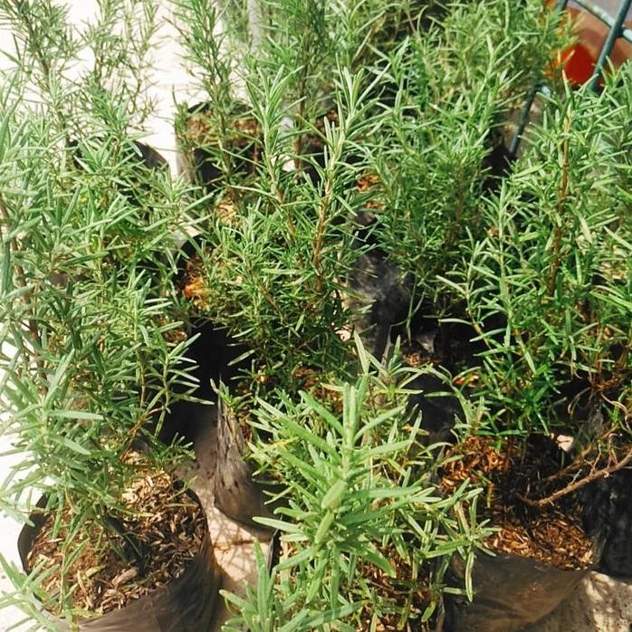

Terlaris Bibit Tanaman Rosemary Ukuran Kecil