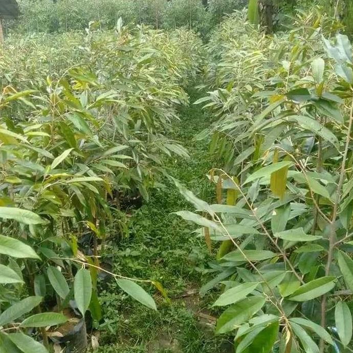 

Terlaris Bibit Durian Musangking Kaki 3 Unggul Okulasi