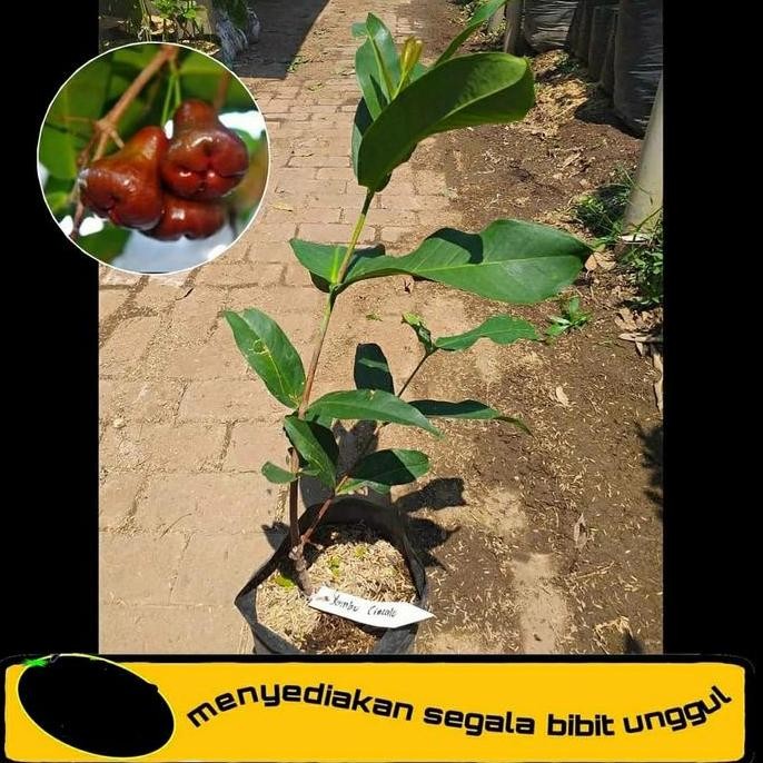 Terlaris Bibit Tanaman Buah Jambu Air Cincalo-Bibit Pohon Jambu Cincalo Merah