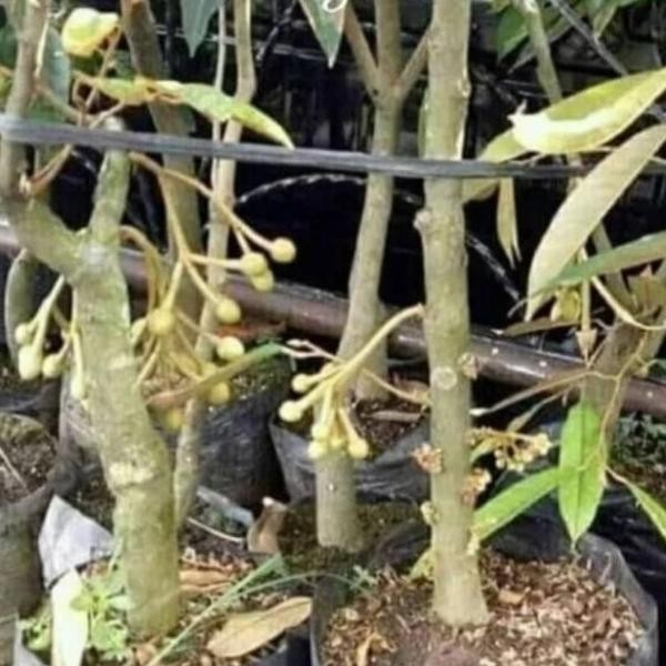 

Terlaris Pohon Durian Musangking Siap Buah Bibit Unggul 3Mtr Tob1