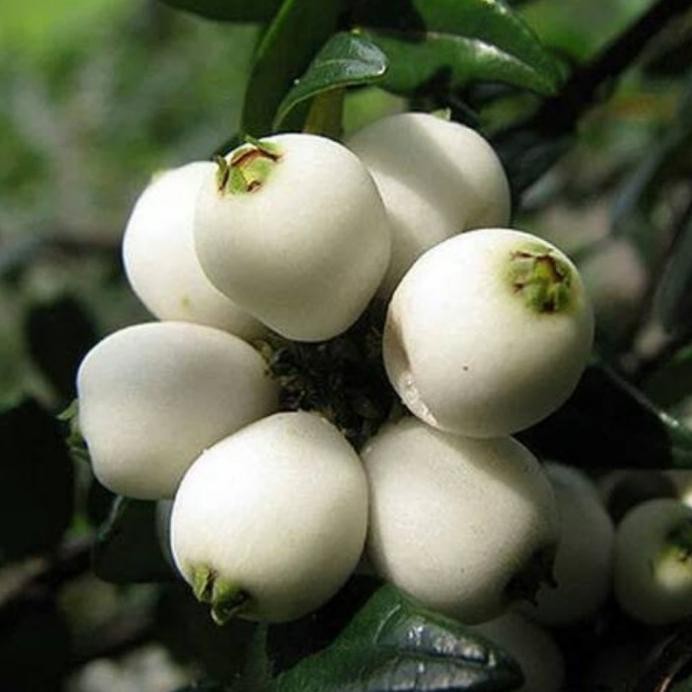 

Terlaris Harg4A Di Banting Terbaru Tanaman Bibit Buah Jambu Nasi Keadaan Rimbun