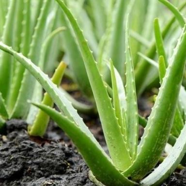 

Terlaris Bibit Tanaman Lidah Buaya Pohon Hias Bibit Lidah Buaya Aloe Vera