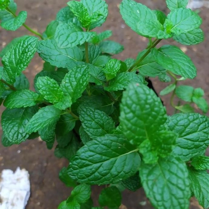 

Terlaris Daun Mint Bibit Herbal