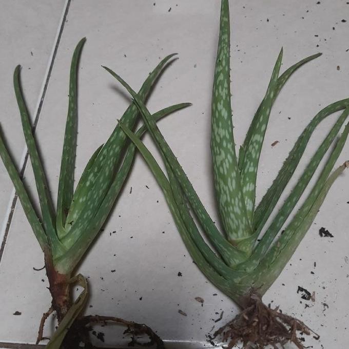 

Terlaris Lidah Buaya Bibit