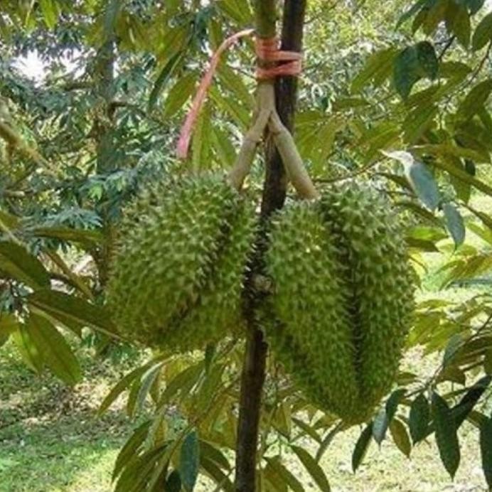 

Terlaris Bibit Durian Petruk Super