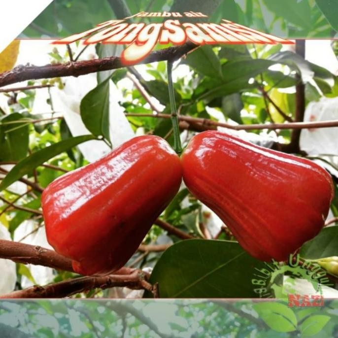 

Terlaris Bibit Jambu Air Tongsamsi Berkualitas Super Unggul Bisa Tanam Dalam