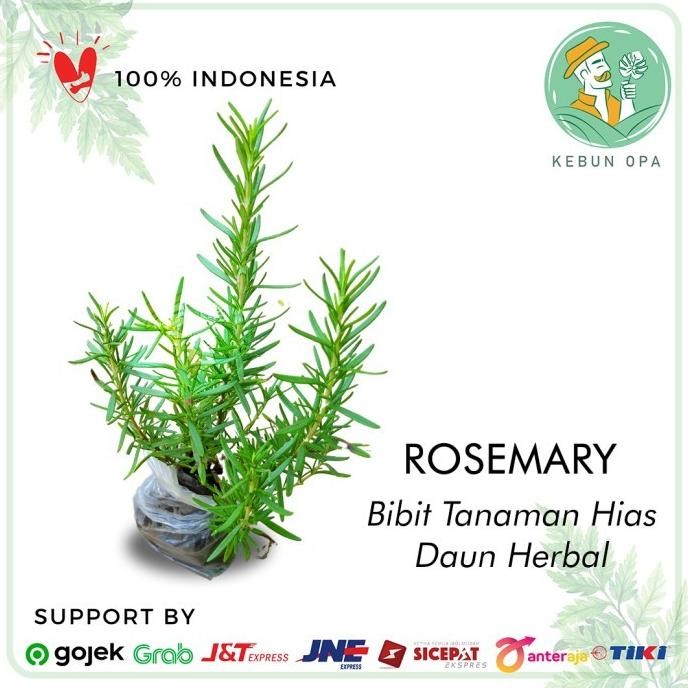 

Terlaris Bibit Tanaman Herbal Rosemary Atau Rosemarin Pengusir Nyamuk Bumbu