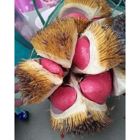 

Terlaris Bibit Durian Merah Asli Super Murah