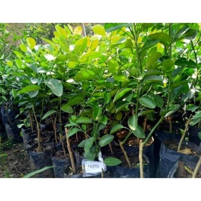 

Terlaris Bibit Jeruk Nipis Okulasi Jumbo Cepat Berbuah Yakfxf 6813Fy
