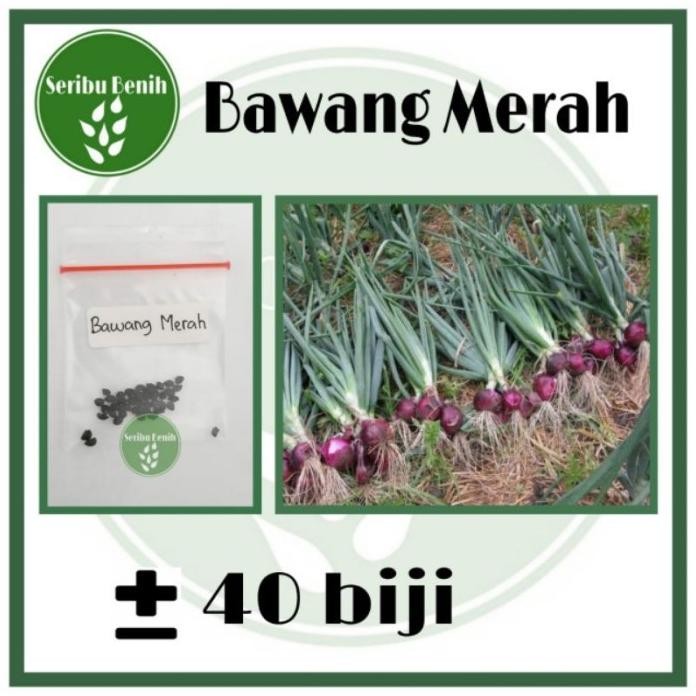 

Terlaris 40 Benih Bawang Merah Unggul Lokananta - Bibit Tanaman Sayuran Seribuan Murah Repack [ Seribu ]