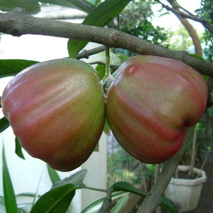 

Terlaris Bibit Buah Jambu Air King Rose (Kingrose)