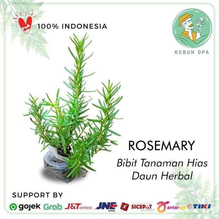 

Terlaris Bibit Tanaman Herbal Rosemary Atau Rosemarin Pengusir Nyamuk Bumbu