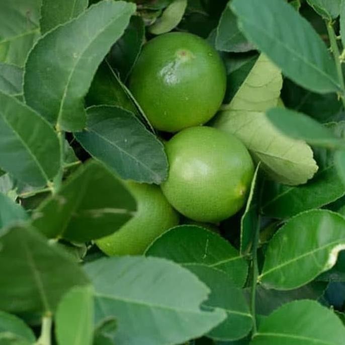 

Terlaris Bibit Jeruk Nipis Okulasi Lgbymy 4580Bl