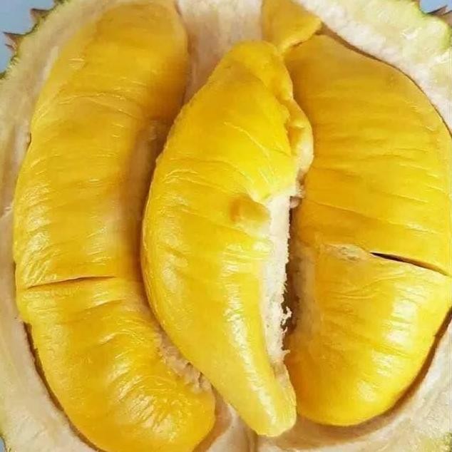 

Terlaris Bibit Durian Montong