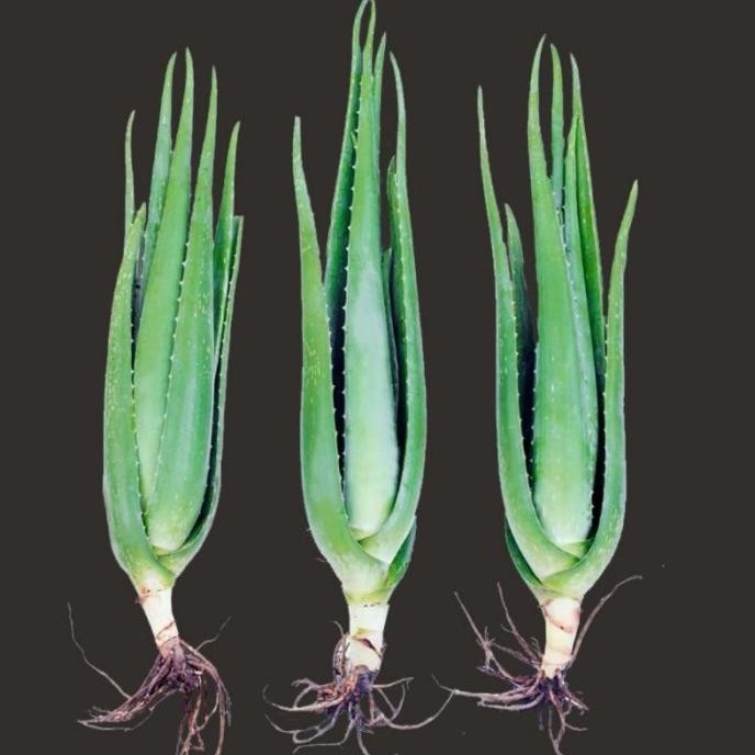 

Terlaris Bibit Lidah Buaya 5Cm - 55Cm