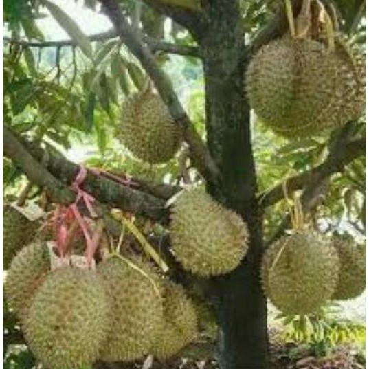 

Terlaris Bibit Durian Seedling Bawor Kaki 3
