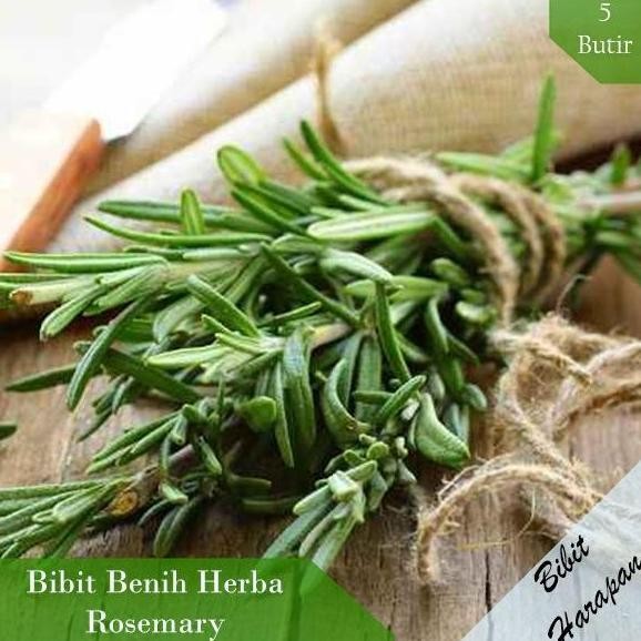 

Terlaris Promo Terbaru Bibit Benih Herba Rosemary Benih Bibit Tumbuhan Unggul Hidroponik