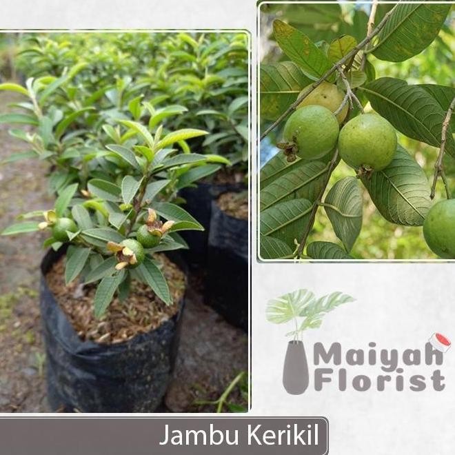 

Terlaris Bibit Tanaman Buah Jambu Kerikil - Psidium Guajava Atz