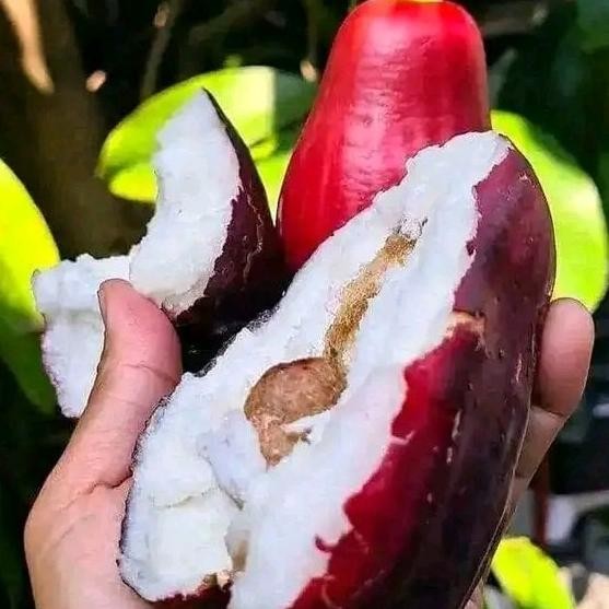 

Terlaris Bibit Jambu Jamaika/Darsono Hasil Okulasi Cepat Berbuah Mmz