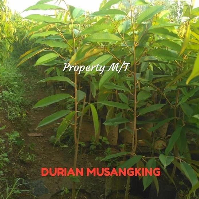 

Terlaris Bibit Durian Musangking