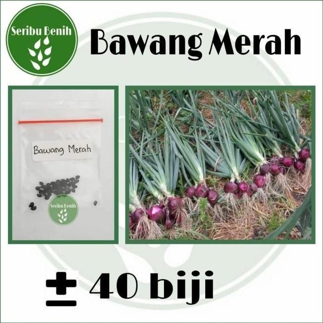 

Terlaris 40 Benih Bawang Merah Unggul Lokananta - Bibit Repack Murah [ Seribu ]
