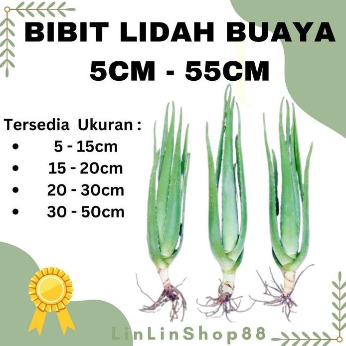 

Terlaris Bibit Lidah Buaya 5Cm - 55Cm