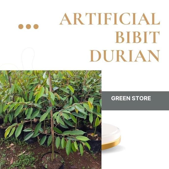 

Terlaris Artificial Bibit Durian Tinggi 60-70Cm