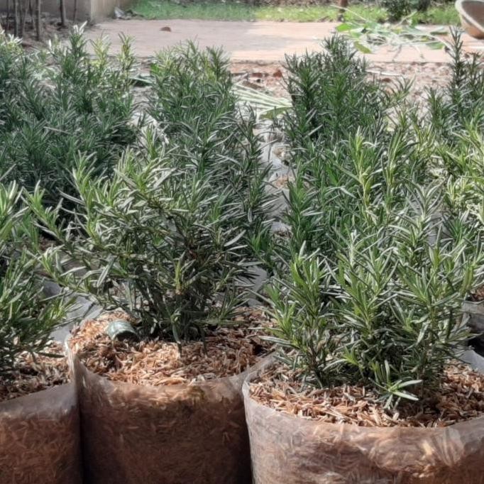 

Terlaris Ankn Bibit Tanaman Rosemary