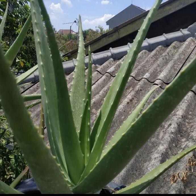 

Terlaris Bibit Lidah Buaya Jumbo Pontianak Chinensis Cinensis Bisa Di Konsumsi