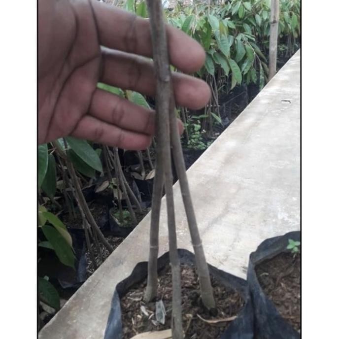 

Terlaris Kaki 3 Bibit Durian Bawor