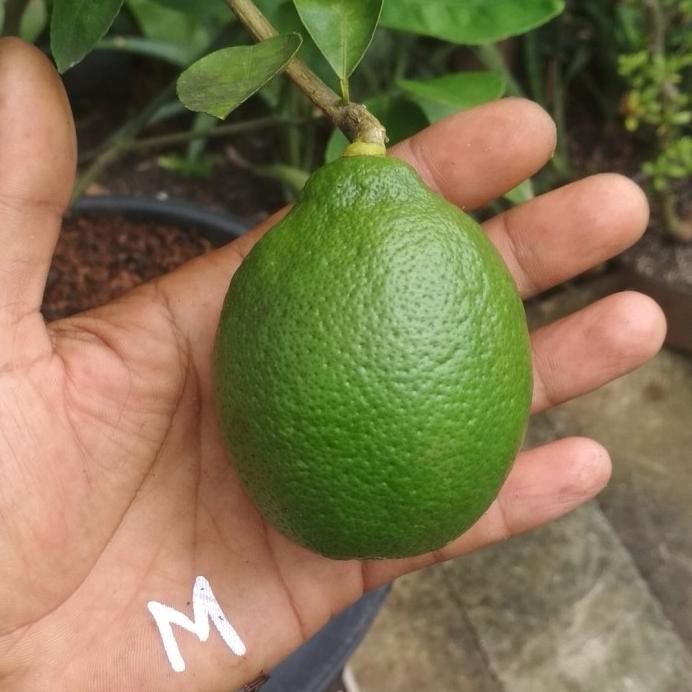 

Terlaris Bibit Jeruk Nipis Jumbo, Buah Besar Tob