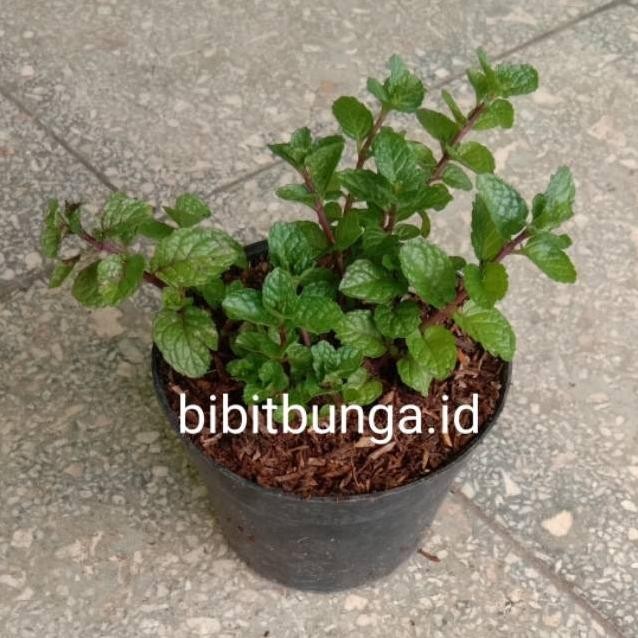 

Terlaris Bibit Herbal Daun Mint / Bibit Tanaman Hias Bunga Obat
