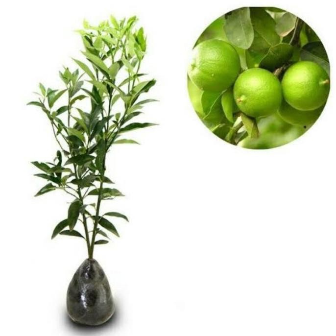 

Terlaris Tt Taman Bibit Buah Jeruk Nipis