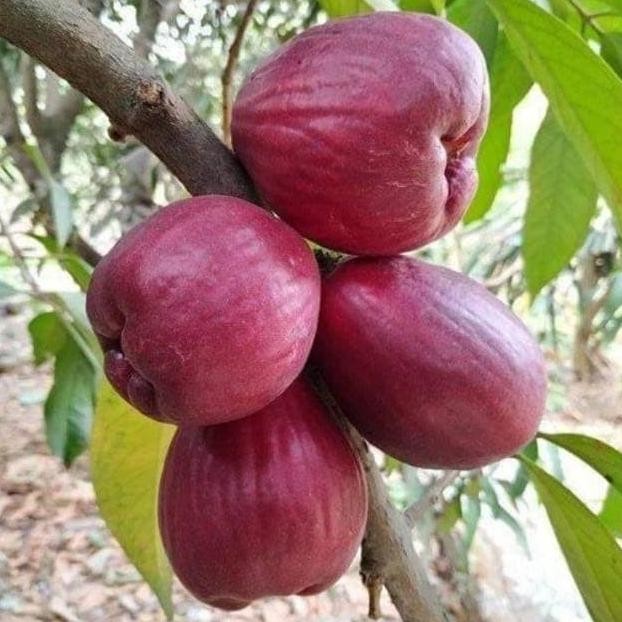 

Terlaris Bibit Jambu Dersono Rajin Berbuah Stek Okulasi