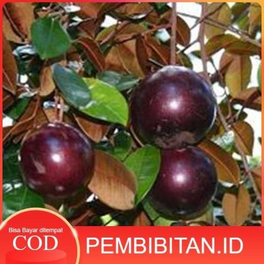 

Terlaris Bibit Buah Kenitu Ungu Sawo Durian Berkwalitas