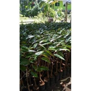 

Terlaris (2 Pcs ) Bibit Baby Tanaman Buah Durian Duri Hitam (Ochee)