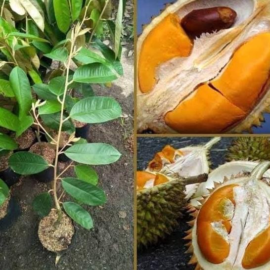 

Terlaris Bibit Tanaman Durian Super Tembaga Bonus Alpukat Tanpa Biji