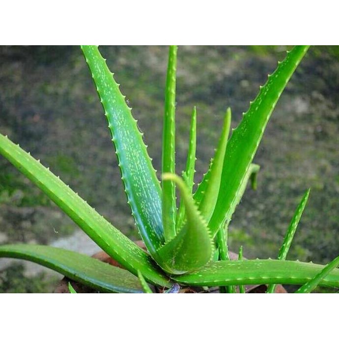 

Terlaris Bibit Tanaman Lidah Buaya Aloe Vera