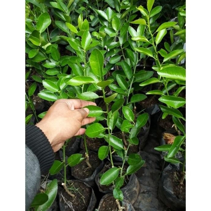 

Terlaris Bibit Jeruk Nipis Okulasi Beli 4 Bonus 5 Bks Biji Sayur Fuyhbi 8583Xr