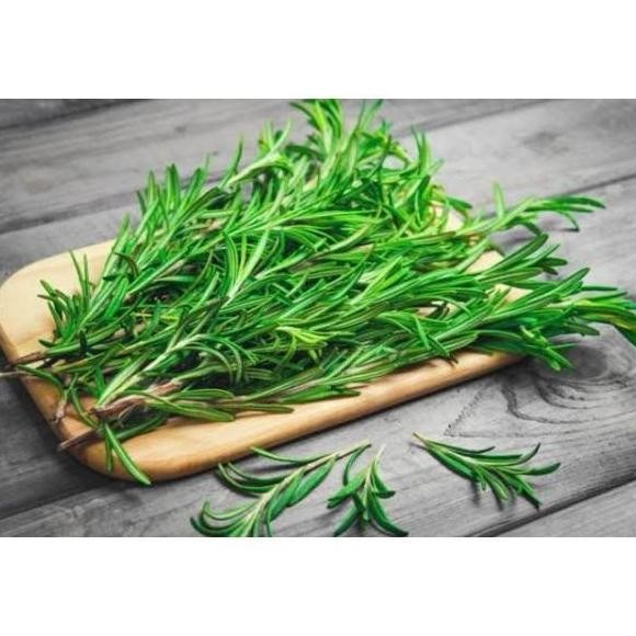 

Terlaris Allshop1- Benih Bibit Herba Herb Rosemary Haira Seed (15 Butir)