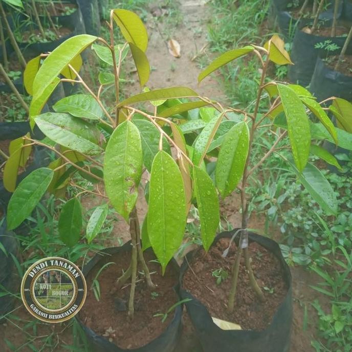 

Terlaris Bibit Pohon Durian Bawor Kaki 3 / Tanaman Buah Durian