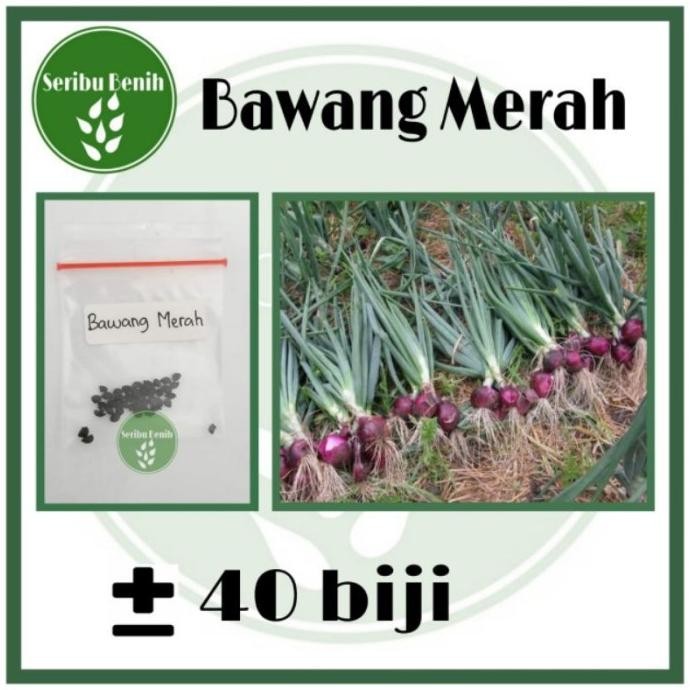 

Terlaris 40 Benih Bawang Merah Unggul Lokananta - Bibit Tanaman Sayuran