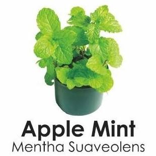 

Terlaris Bibit Tanaman Apple Mint Mentha/Daun Mint Mentha Murah Eeee